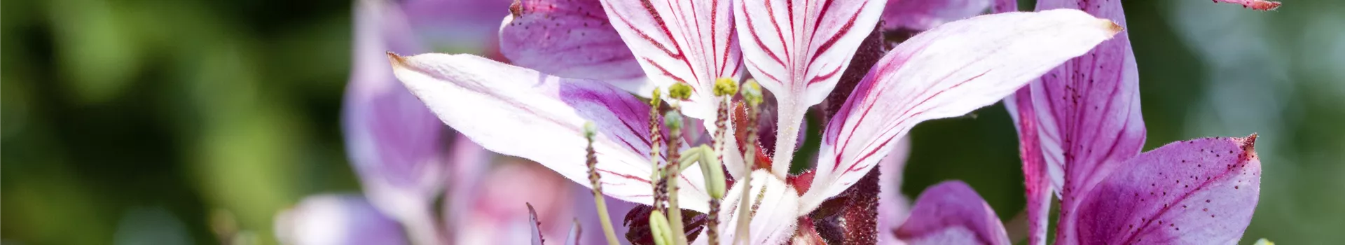 Diptam – Der brennende Busch im Garten