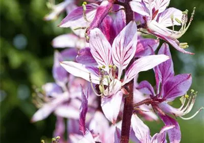 Diptam – Der brennende Busch im Garten