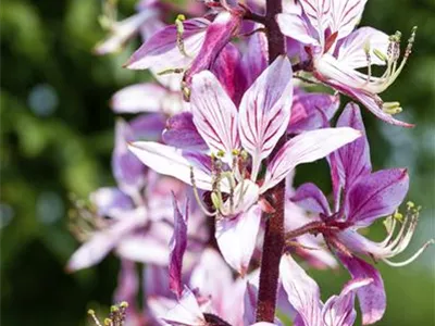 Diptam – Der brennende Busch im Garten