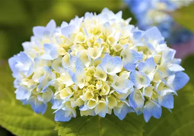 Hortensienarten und ihre wundervollen Eigenschaften