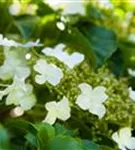 Kletterhortensie - Hydrangea petiolaris - Heckenelemente