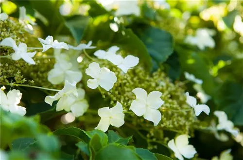 Kletterhortensie - Hydrangea petiolaris - Heckenelemente