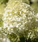 Rispenhortensie 'Bobo' - Hydrangea paniculata 'Bobo'