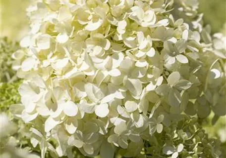 Hydrangea paniculata 'Bobo' - Rispenhortensie 'Bobo'