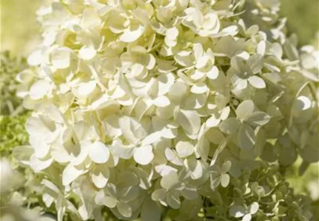 Hydrangea paniculata 'Bobo' - Rispenhortensie 'Bobo'