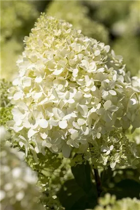 Rispenhortensie 'Bobo' - Hydrangea paniculata 'Bobo'