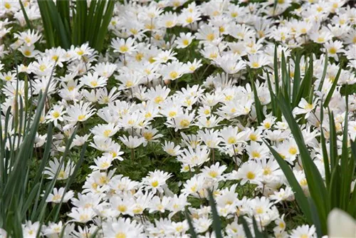 Garten-Strahlen-Windröschen - Anemone blanda 'White Splendour'