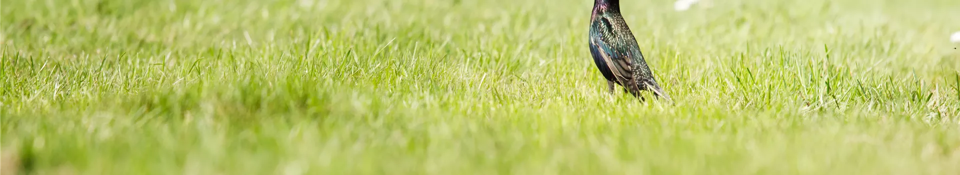 Von der Schule in den Garten – wo Rollrasen herkommt