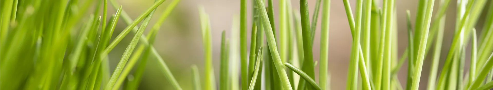 Kräuter schmücken jeden Garten