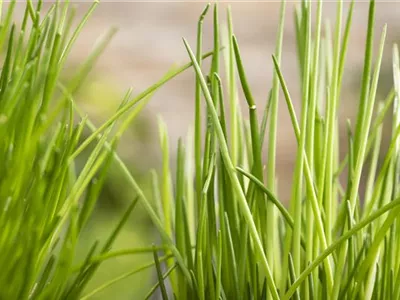 Kräuter schmücken jeden Garten