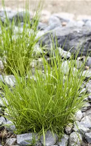 Melica ciliata