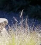 Zartes Federgras - Stipa tenuissima