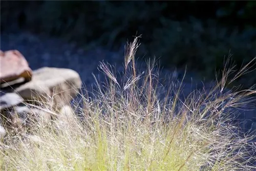 Zartes Federgras - Stipa tenuissima