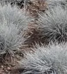 Blau-Schwingel - Festuca cinerea