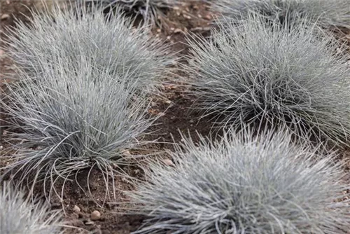 Blau-Schwingel - Festuca cinerea