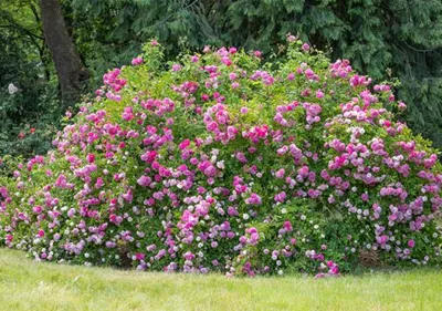 Historische Rosen – Schönheit mit einer langen Geschichte