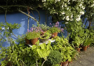 Die Blumentreppe – Blüten wollen hoch hinaus