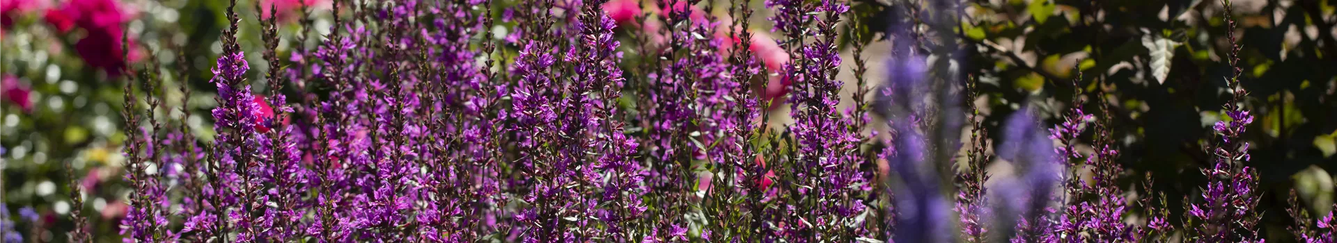 Wellness im eigenen Garten - Oasen schaffen