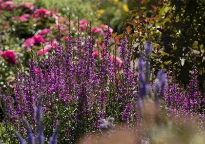 Wellness im eigenen Garten - Oasen schaffen