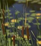 Schmalblättriger Rohrkolben - Typha angustifolia