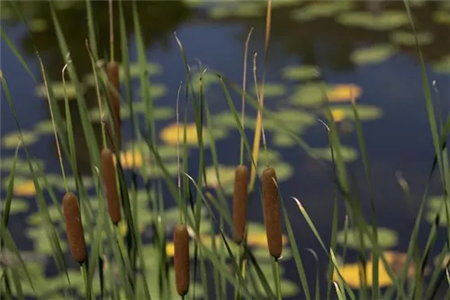 Schmalblättriger Rohrkolben - Typha angustifolia