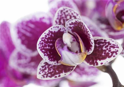 Orchideen für Anfänger und Profis