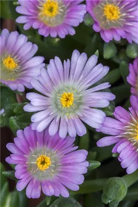 Gedrängte Mittagsblume - Delosperma congestum