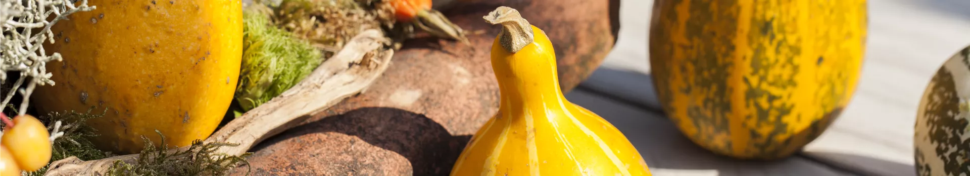 Es wird bunt! Herbst-Deko im Haus