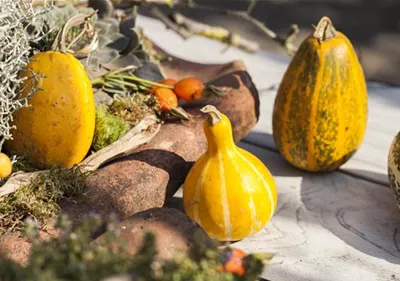 Es wird bunt! Herbst-Deko im Haus