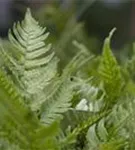 Rotschleierfarn - Dryopteris erythrosora