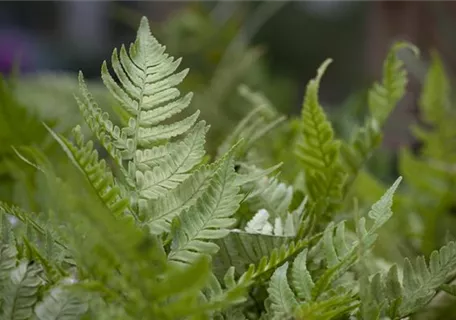 Dryopteris erythrosora - Rotschleierfarn