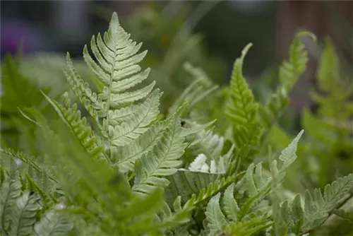 Rotschleierfarn - Dryopteris erythrosora