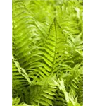 Rotstieliger Frauenfarn - Athyrium filix-femina 'Rotstiel'