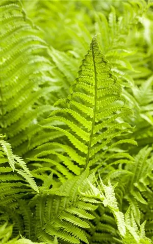 Athyrium filix-femina 'Rotstiel'