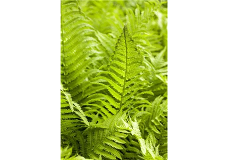 Athyrium filix-femina 'Rotstiel' - Rotstieliger Frauenfarn