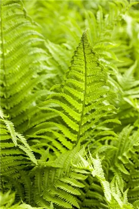 Rotstieliger Frauenfarn - Athyrium filix-femina 'Rotstiel'