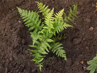 Frauenfarn - Einpflanzen im Garten