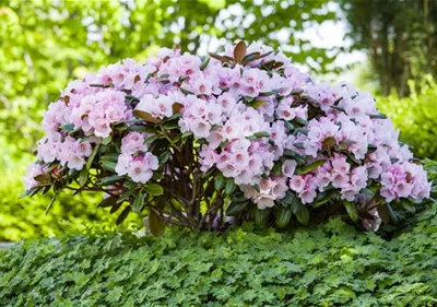 Der Rhododendron – der Strauch mit den prächtigen Blüten