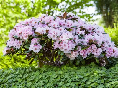 Der Rhododendron – der Strauch mit den prächtigen Blüten