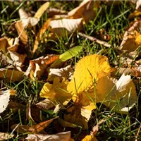 Gartenarbeit vor dem Winter: Letzte Rasenpflege des Jahres