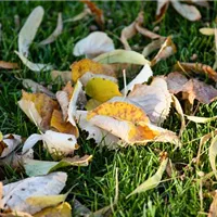 Aus Laub im Garten ganz einfach Komposterde herstellen