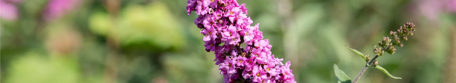 Bäume und Sträucher – die Alternative für Blumen