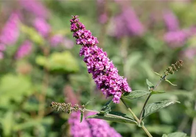 Bäume und Sträucher – die Alternative für Blumen