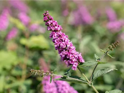 Bäume und Sträucher – die Alternative für Blumen