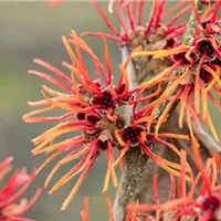 Bäume und Sträucher sorgen für Blüten