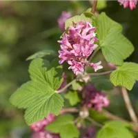 Heimische Pflanzen sind gut für Bienen