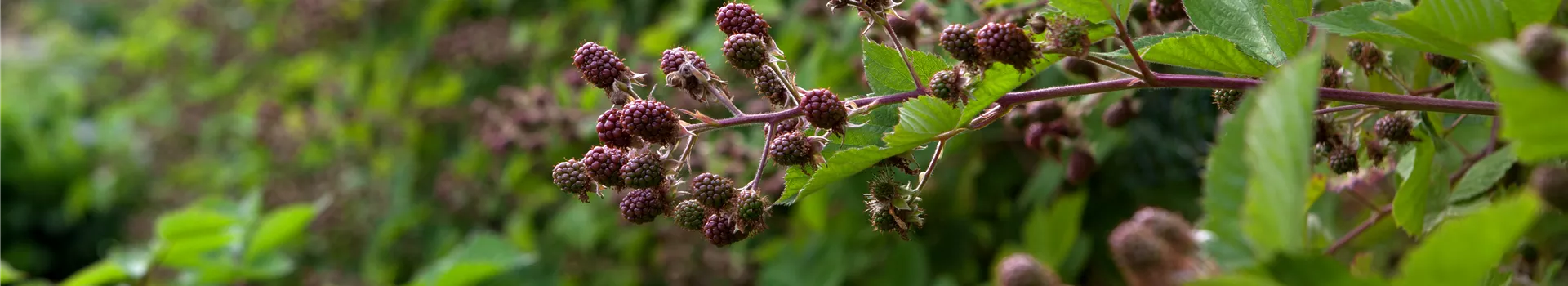 Beerensträucher zurückschneiden für köstliches Erntegut