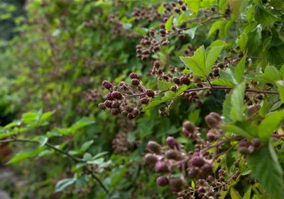 Beerensträucher zurückschneiden für köstliches Erntegut