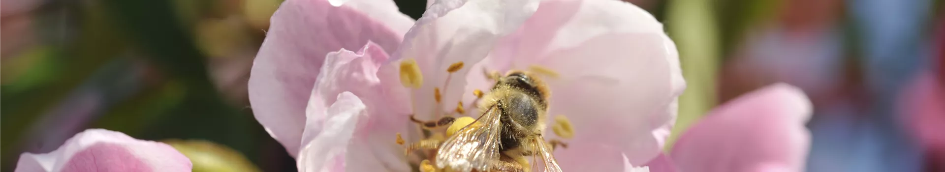 Bienenfreundliche Gehölze: Insektenschutz und Blütenpracht