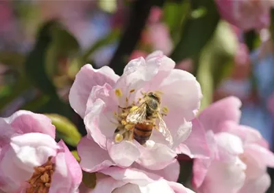 Bienenfreundliche Gehölze: Insektenschutz und Blütenpracht